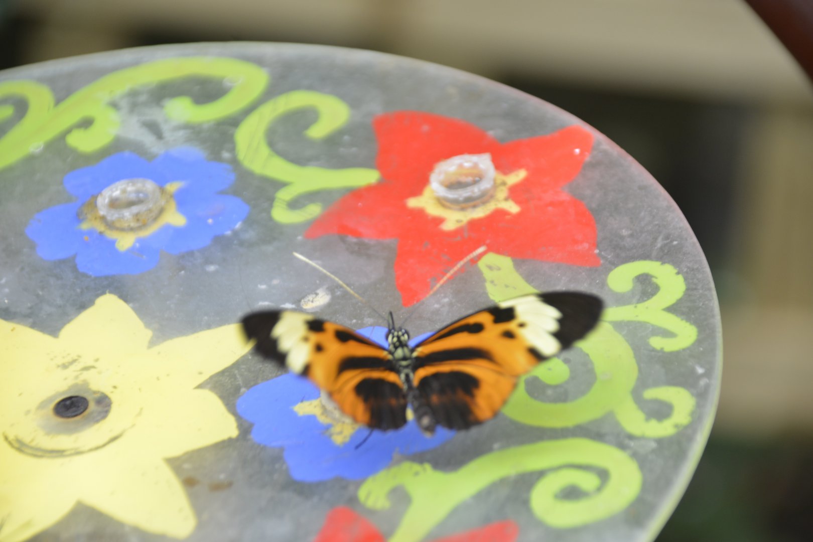 ID Please? taken at Butterfly Farm