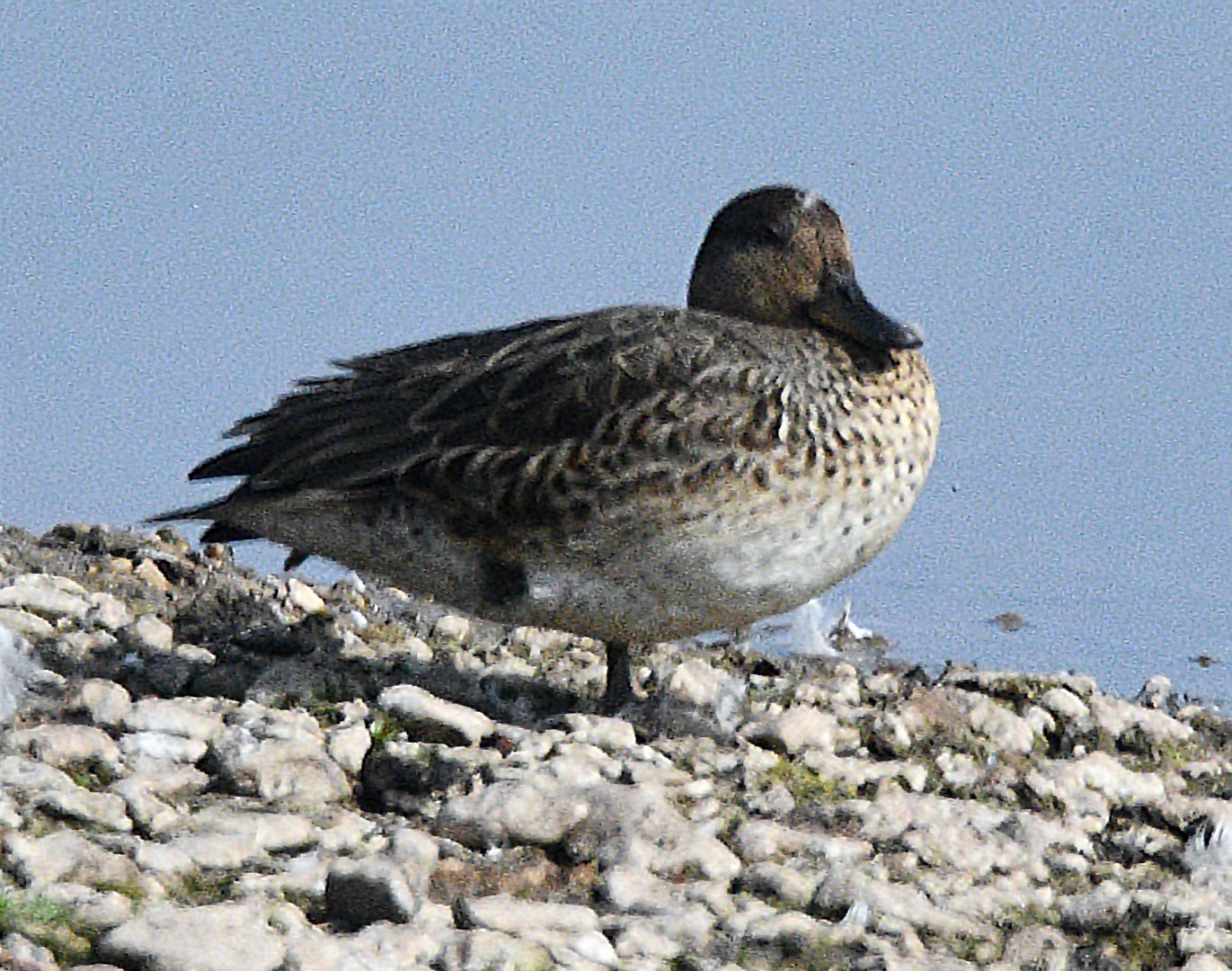 ID Please? taken from one of the hides 17 08 2024
