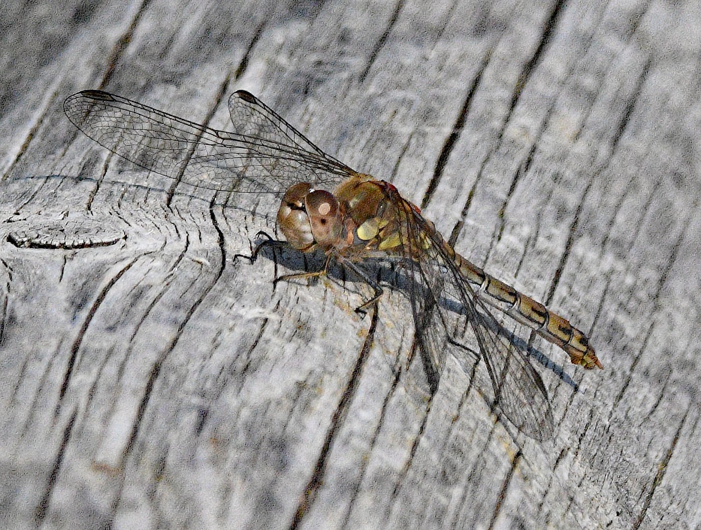 ID Please? taken while on the Safari Trail 17 08 2024