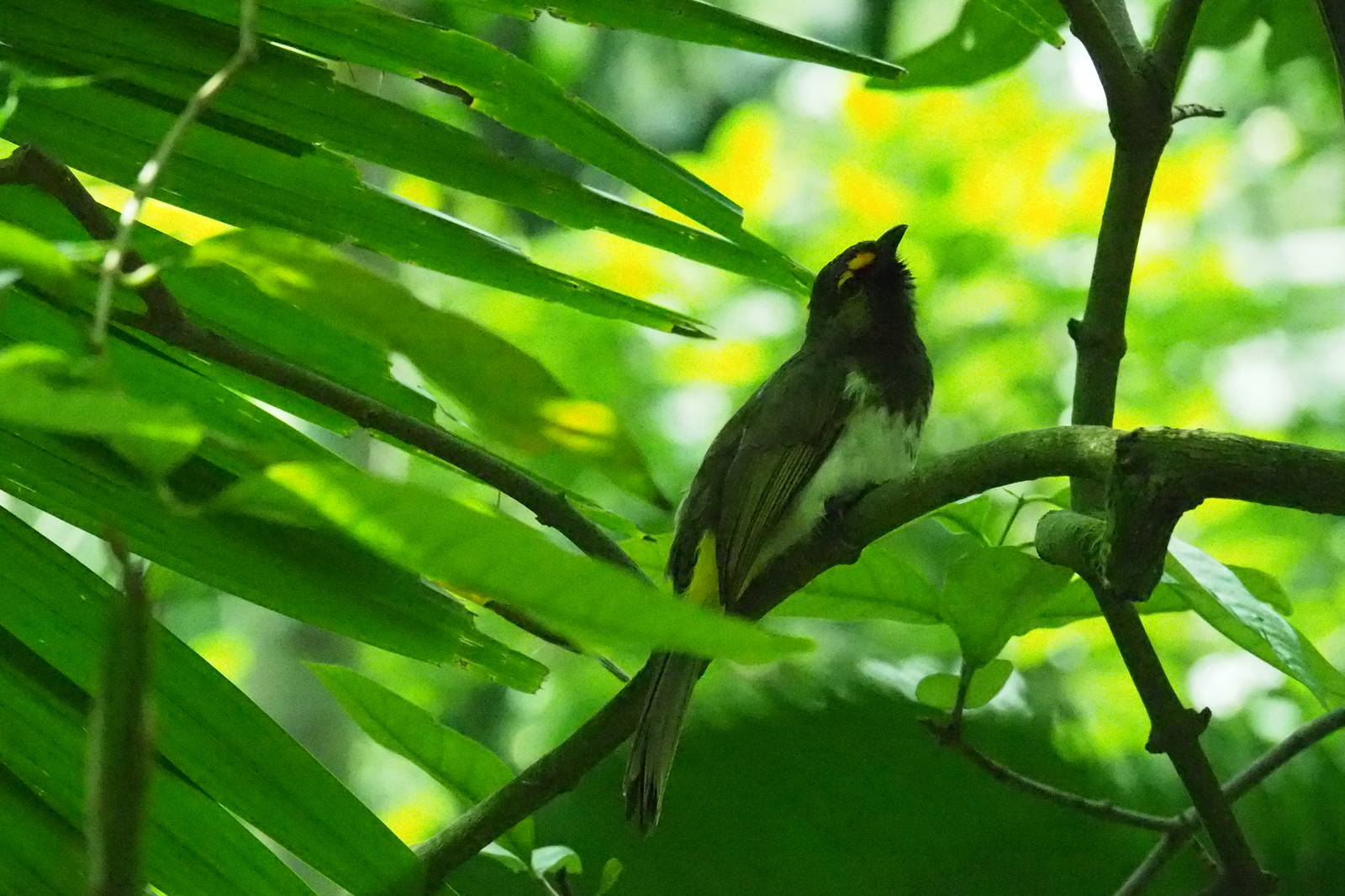 ID Please - Unknown Bird Dec 2015