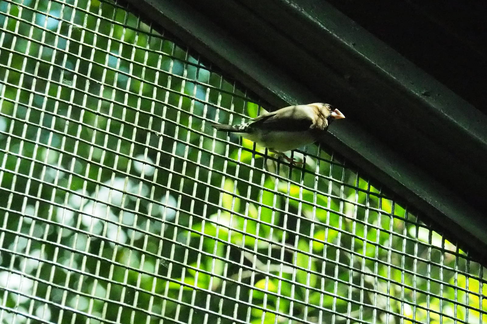 ID Please - Unknown Bird Dec 2015