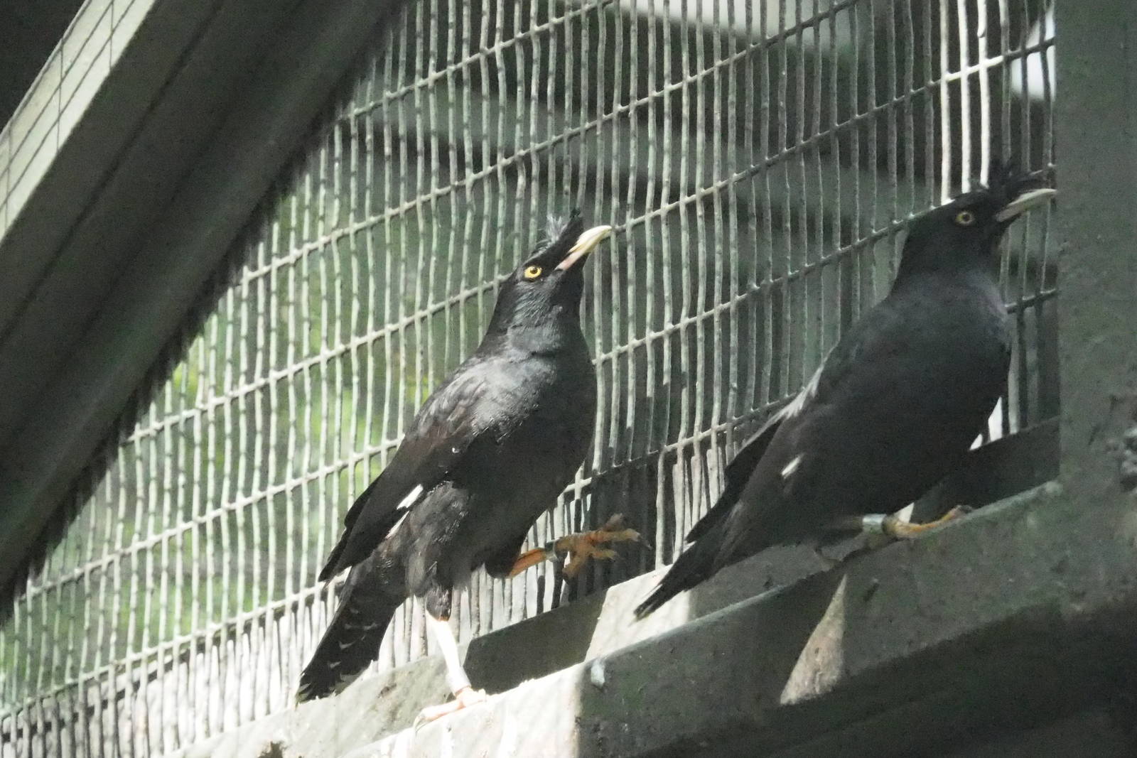 ID Please - Unknown Bird Dec 2015