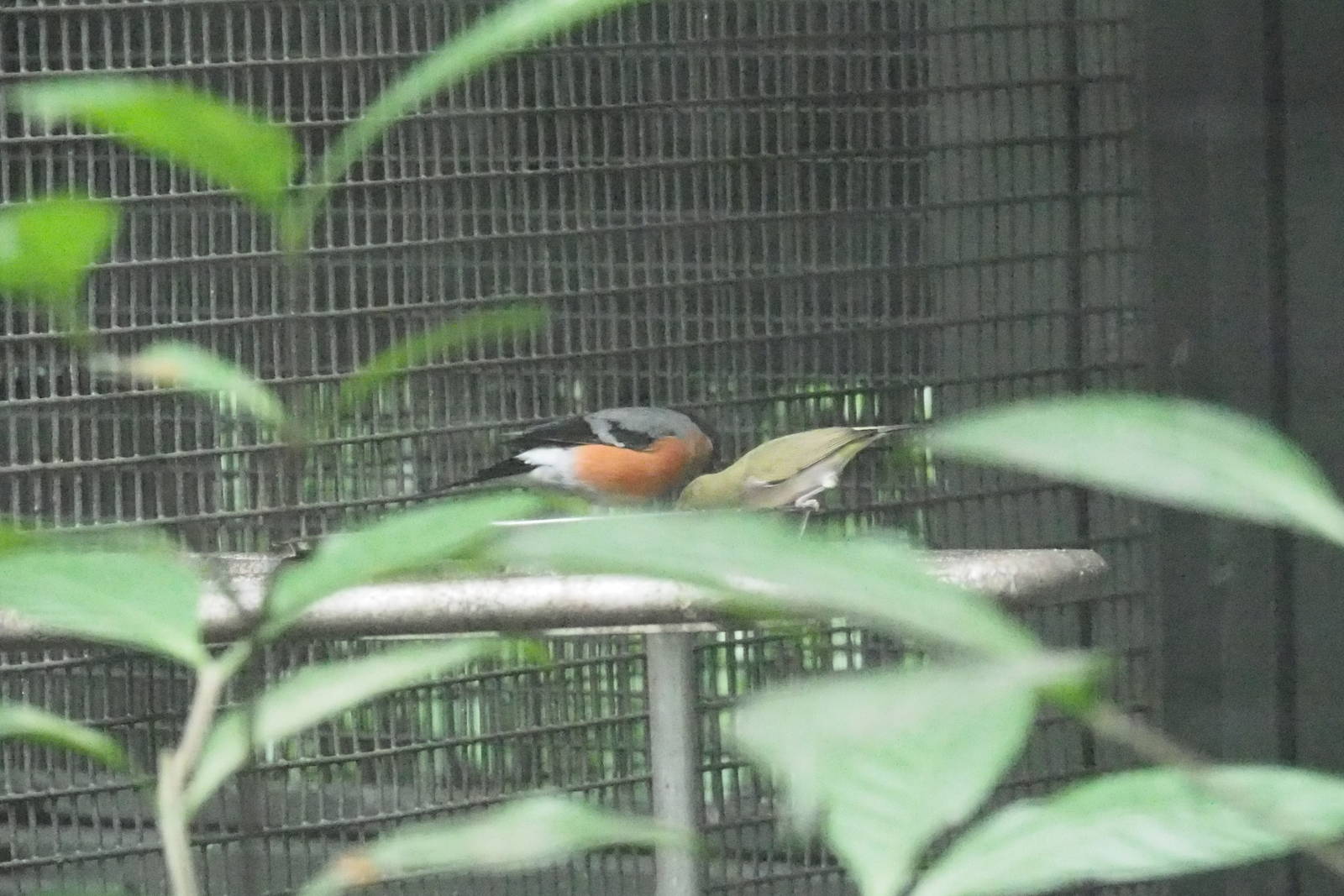 ID Please - Unknown Bird Dec 2015