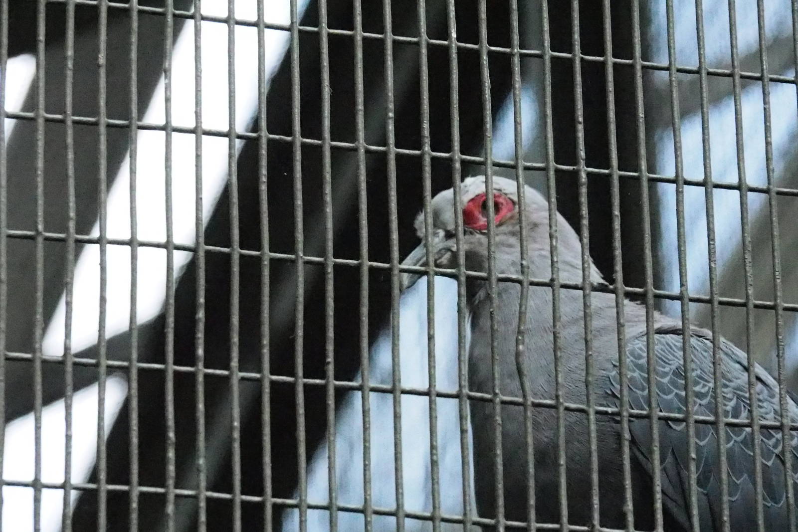 ID Please - Unknown Bird Dec 2015