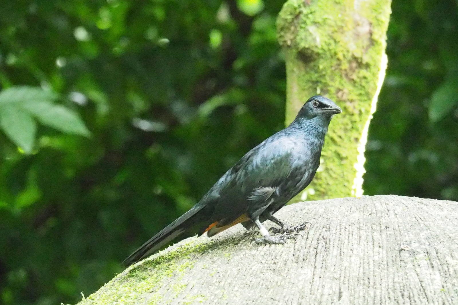 ID Please - Unknown Bird Dec 2015