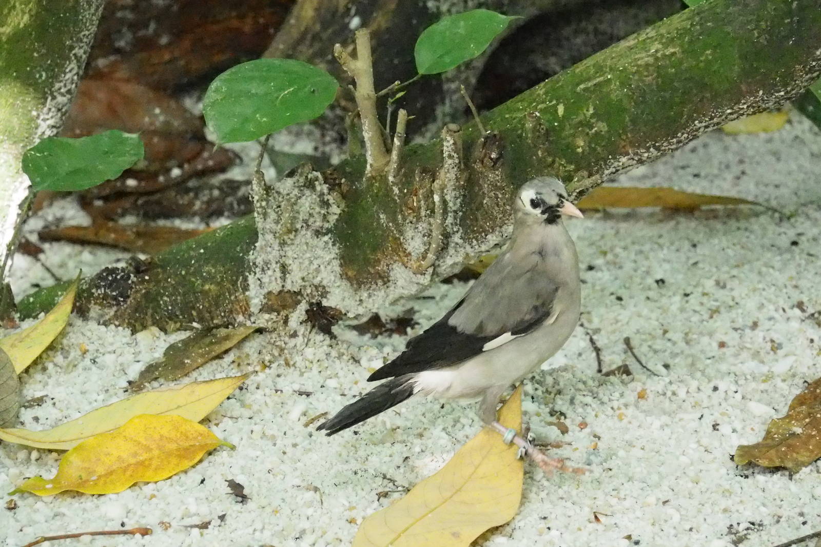 ID Please - Unknown Bird Dec 2015