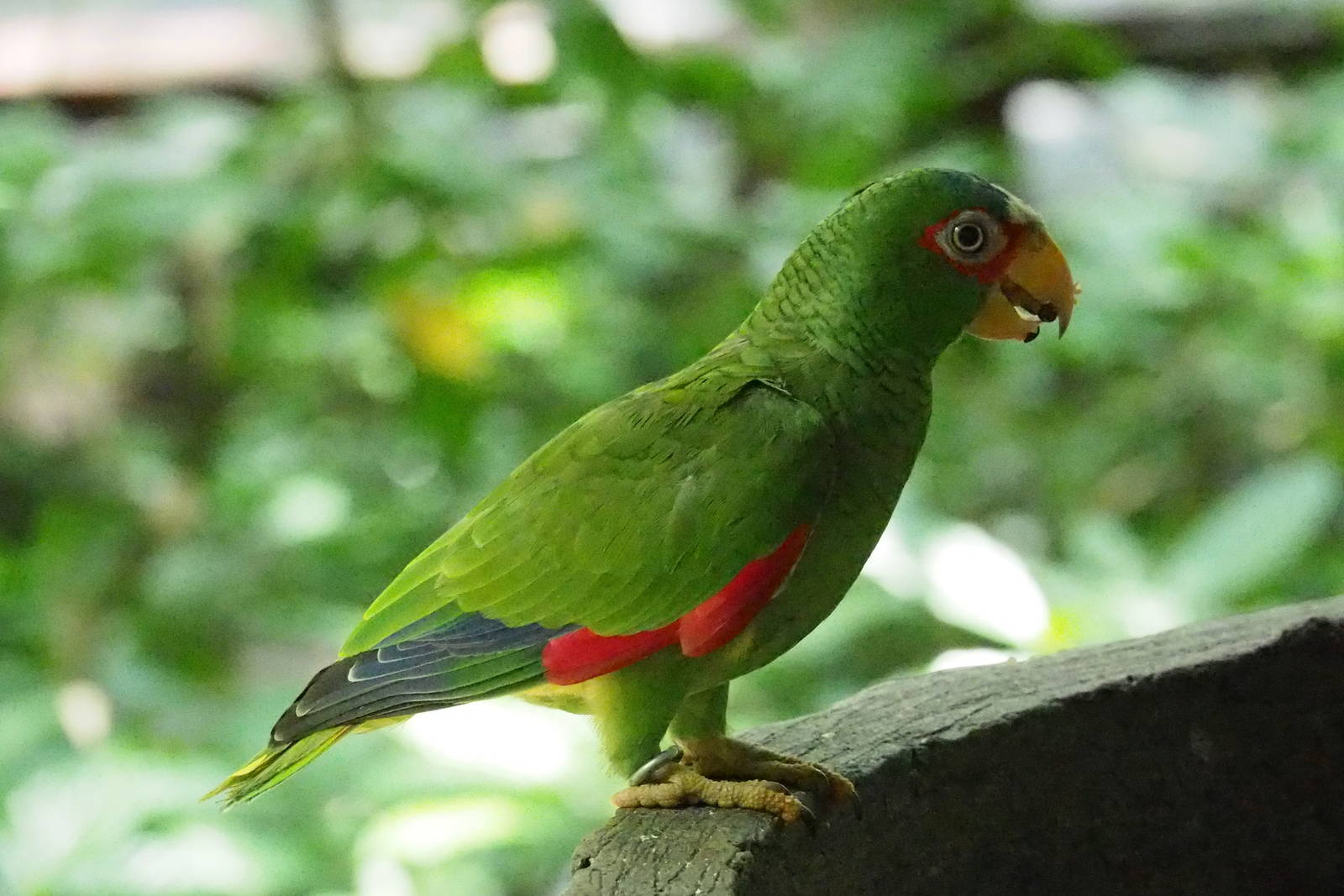 ID Please - Unknown Bird Dec 2015