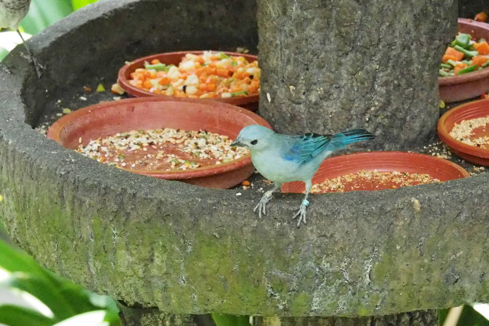 ID Please - Unknown Bird Dec 2015