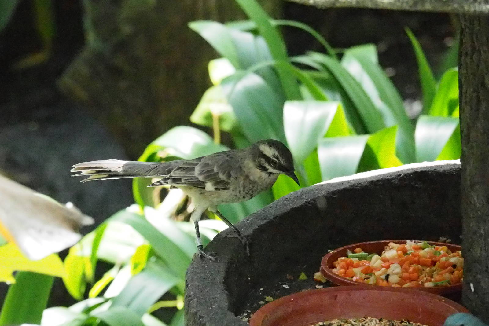 ID Please - Unknown Bird Dec 2015