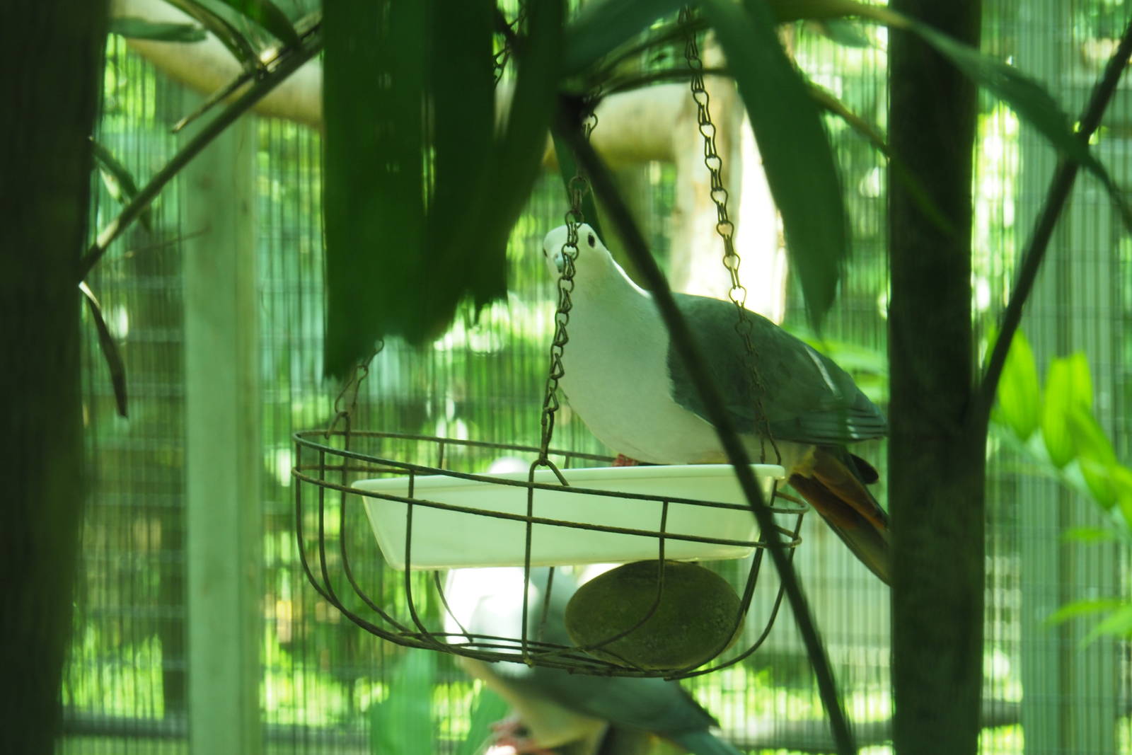 ID Please - Unknown Bird Dec 2015