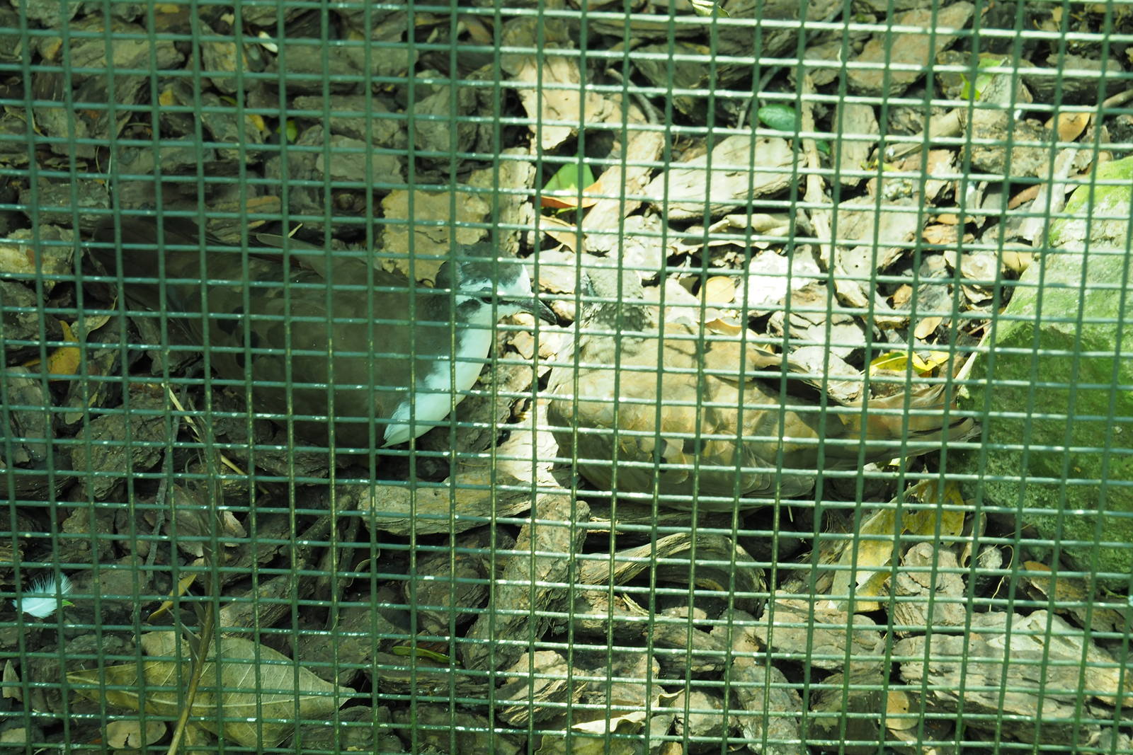 ID Please - Unknown Bird Dec 2015