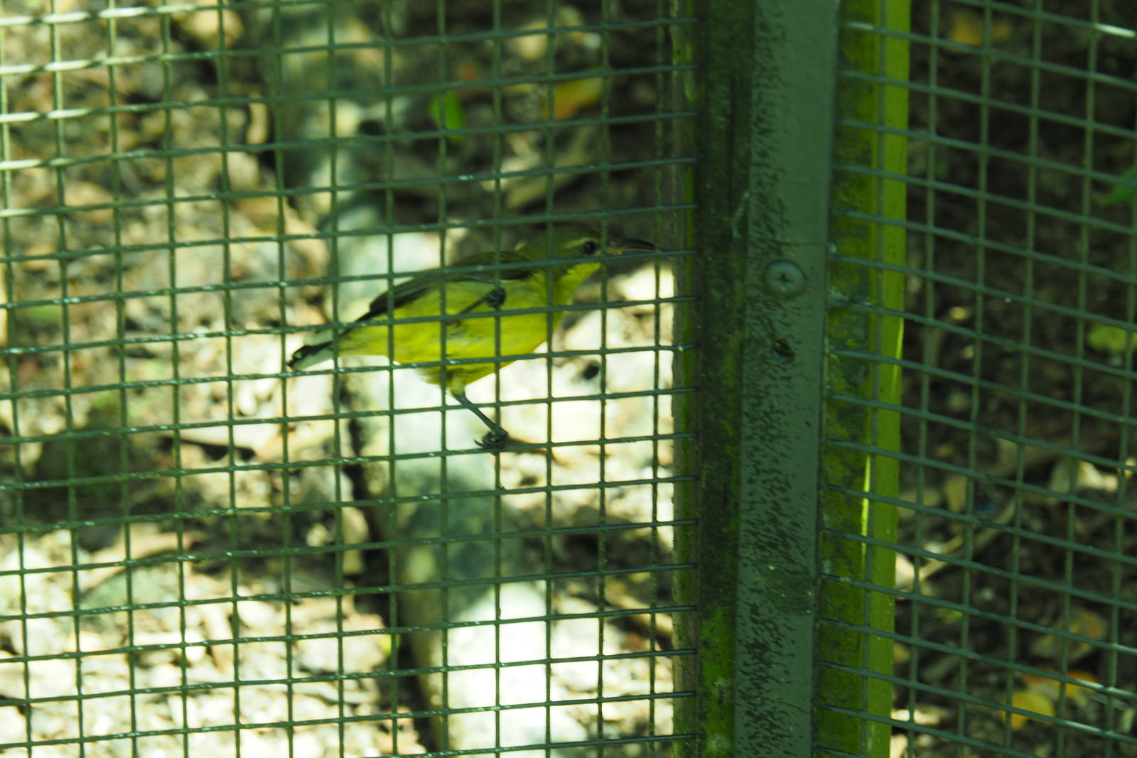 ID Please - Unknown Bird Dec 2015