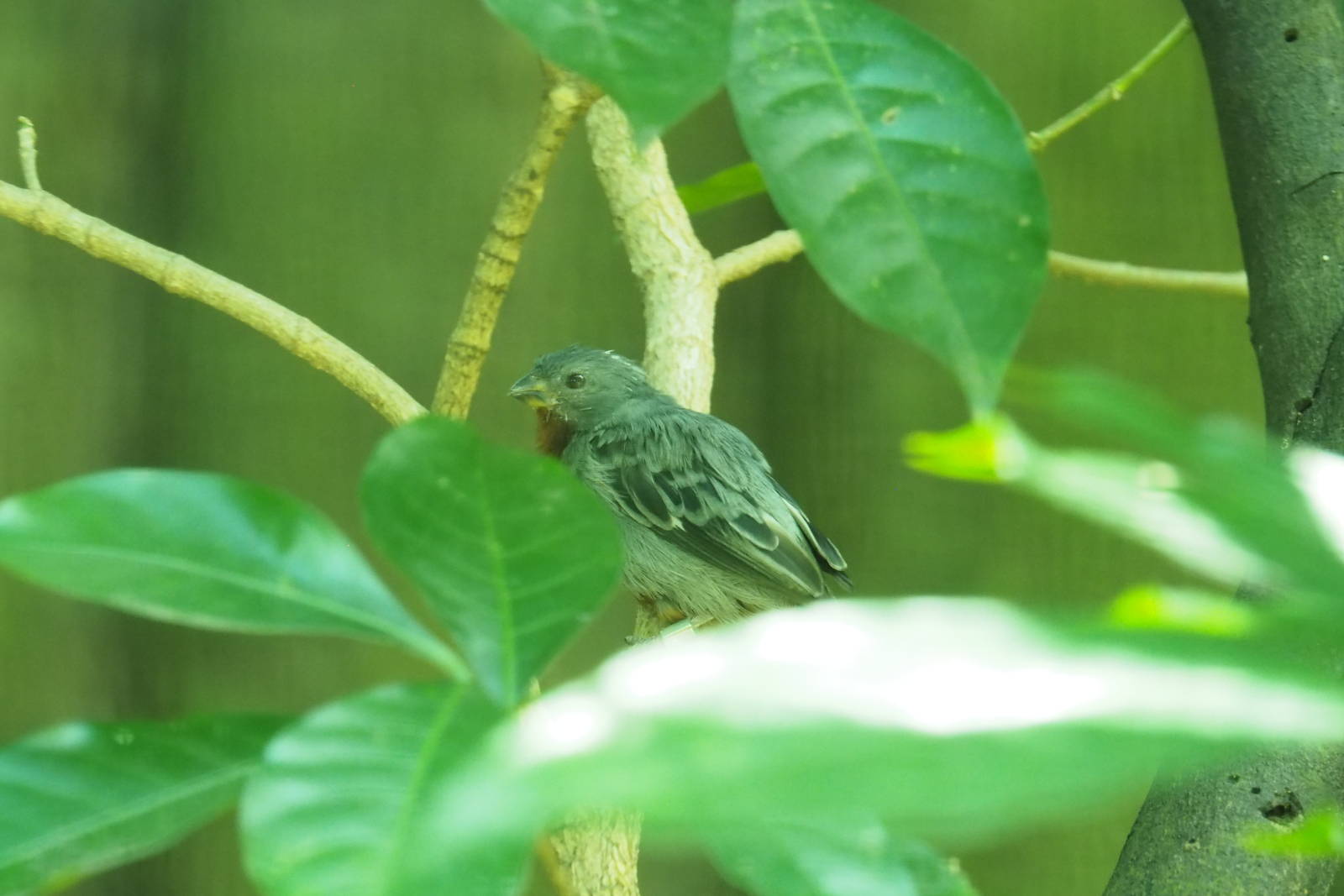 ID Please - Unknown Bird Dec 2015