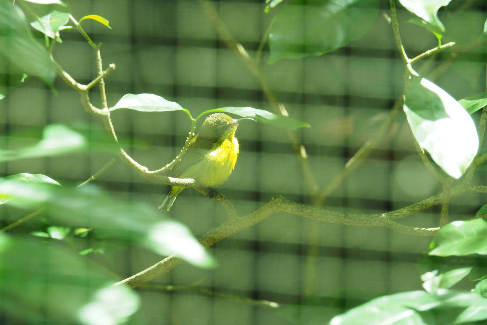 ID Please - Unknown Bird Dec 2015