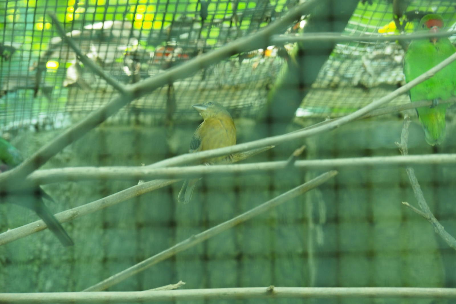 ID Please - Unknown Bird Dec 2015