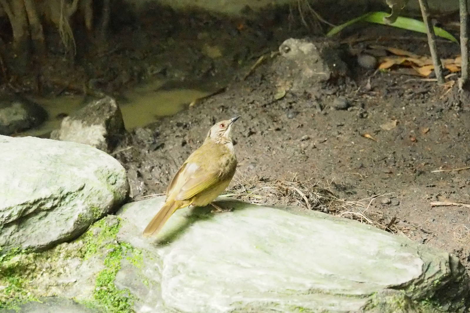 ID Please - Unknown Bird Dec 2015