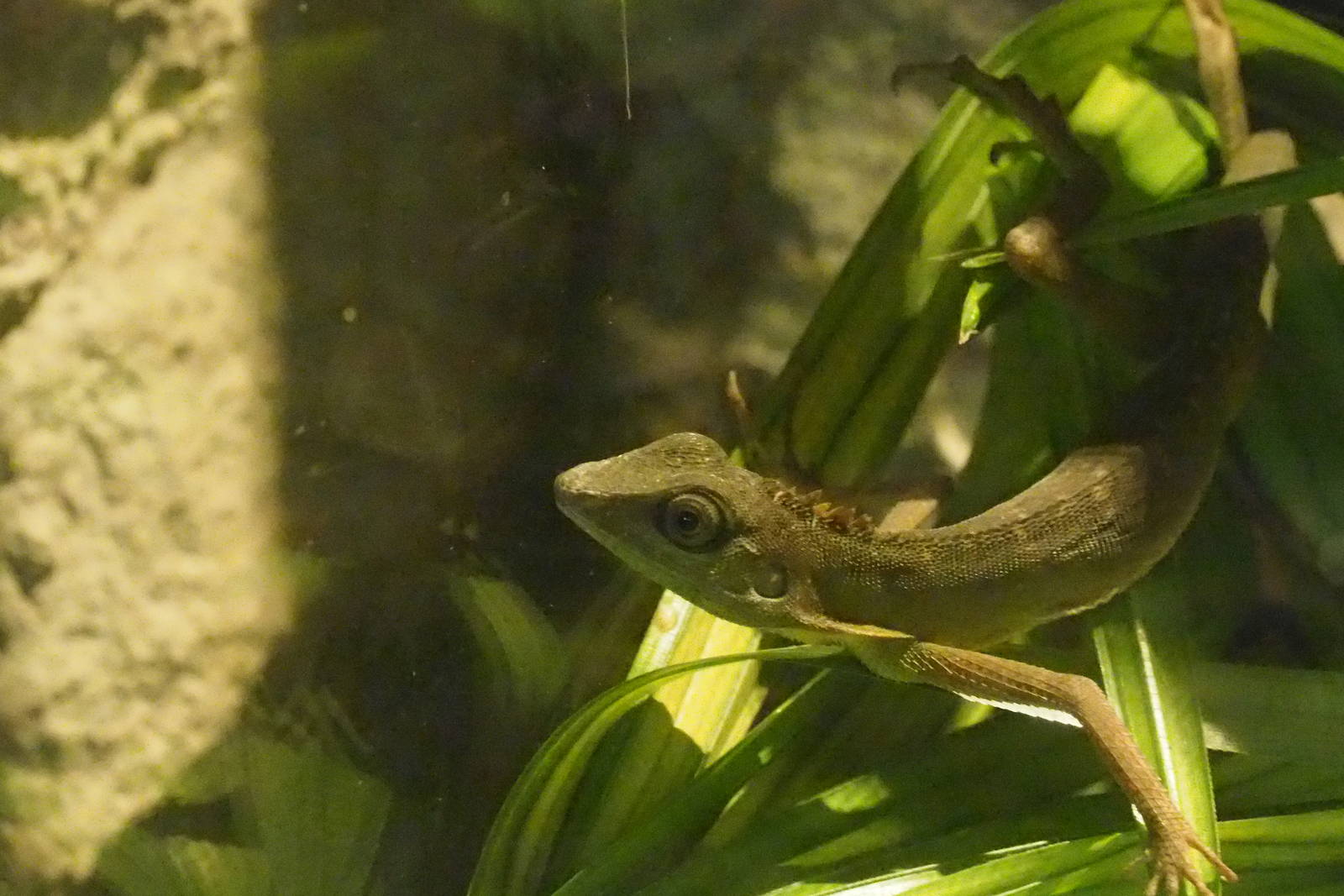 ID Please - Unknown Lizard Dec 2015