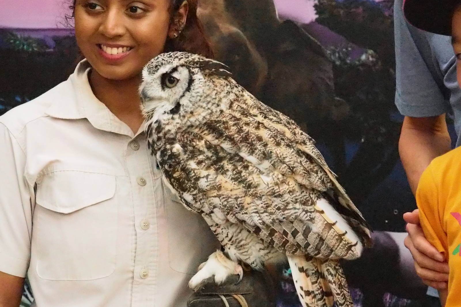 ID Please - Unknown Owl Dec 2015