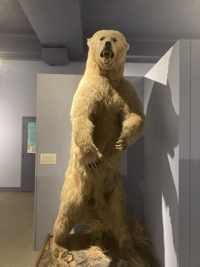 ID? Polar-grizzly hybrid?