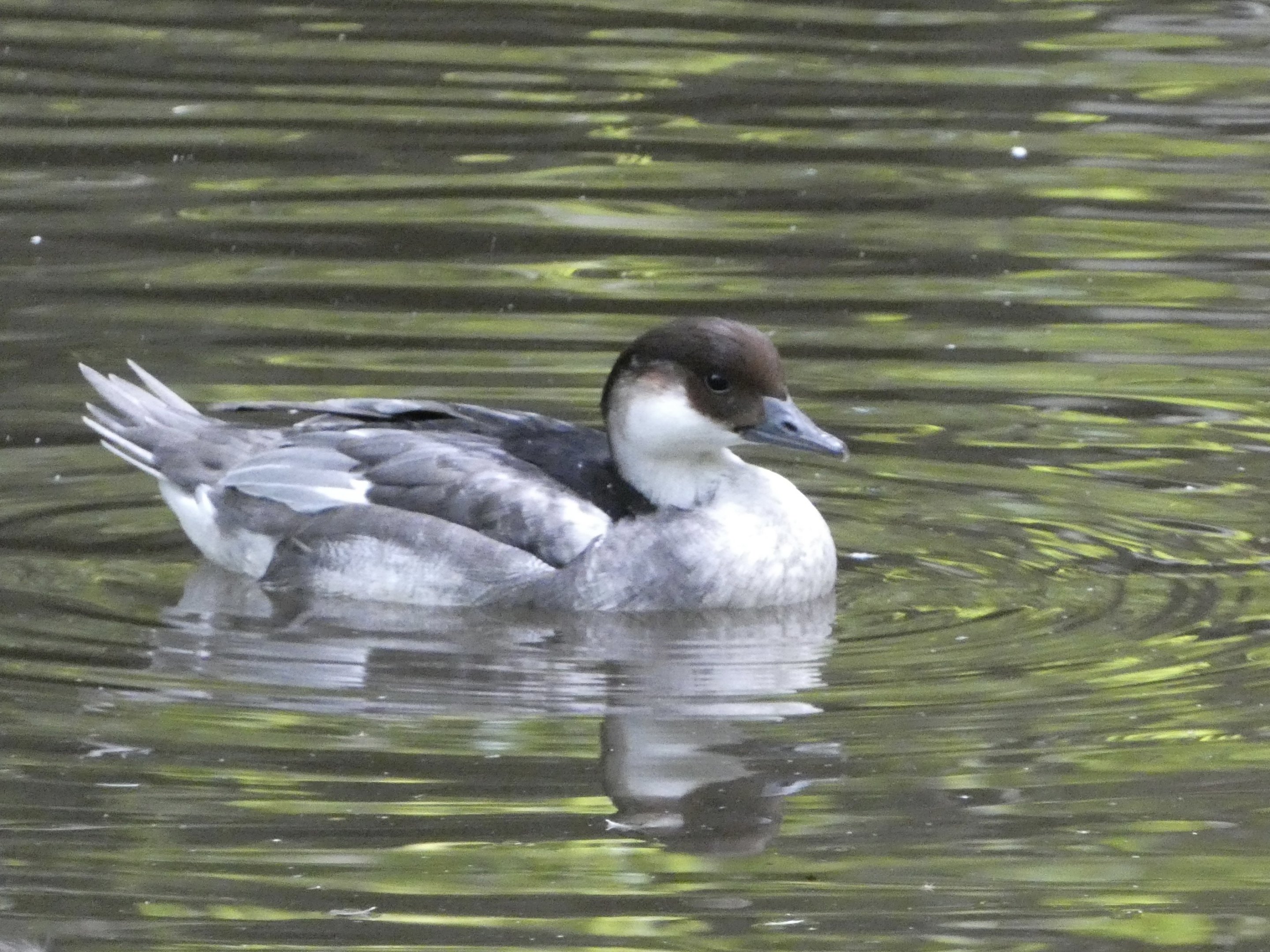 ID? - Prospect Park Zoo