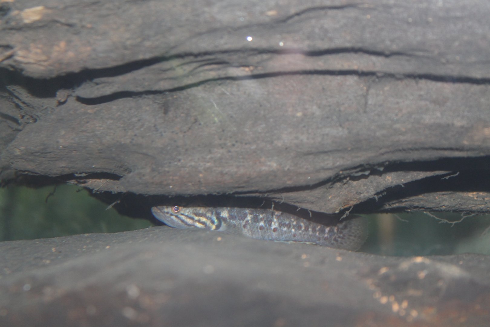 ID? - (Purple-spotted Gudgeon?)