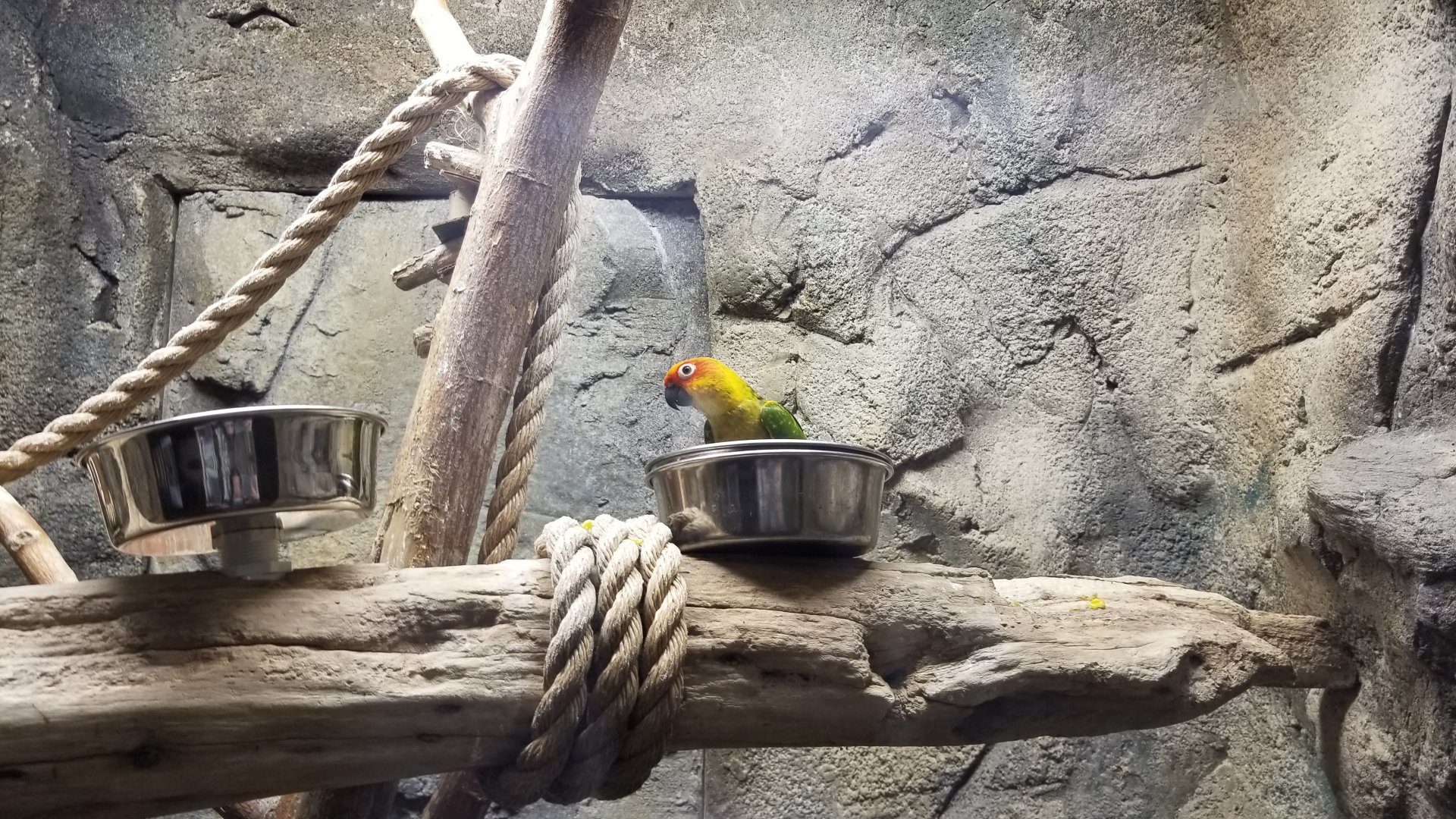 ID? Rainforest Adventures - Conures