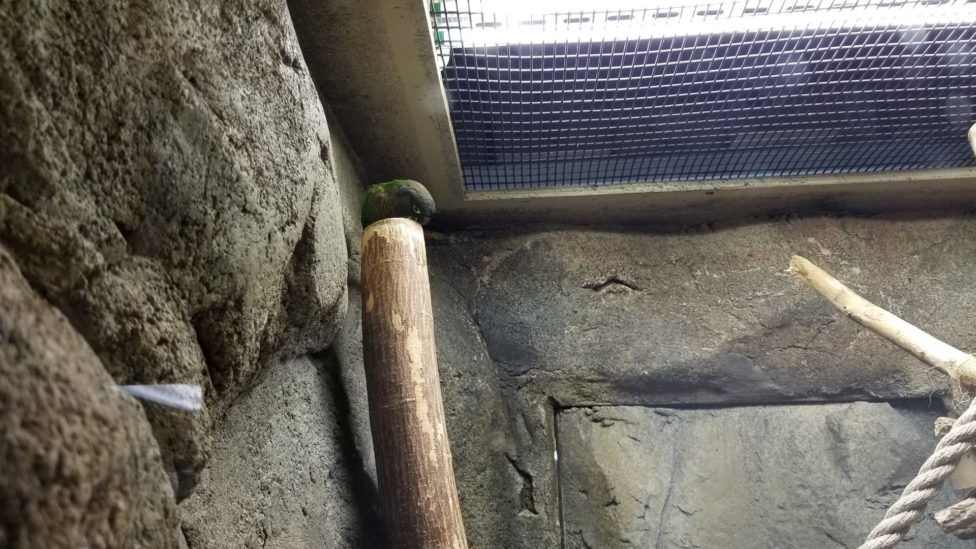 ID? Rainforest Adventures - Conures