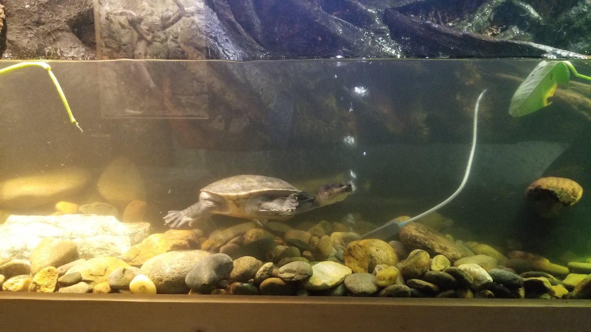 ID? Rainforest Adventures - "Snake Neck Turtle"