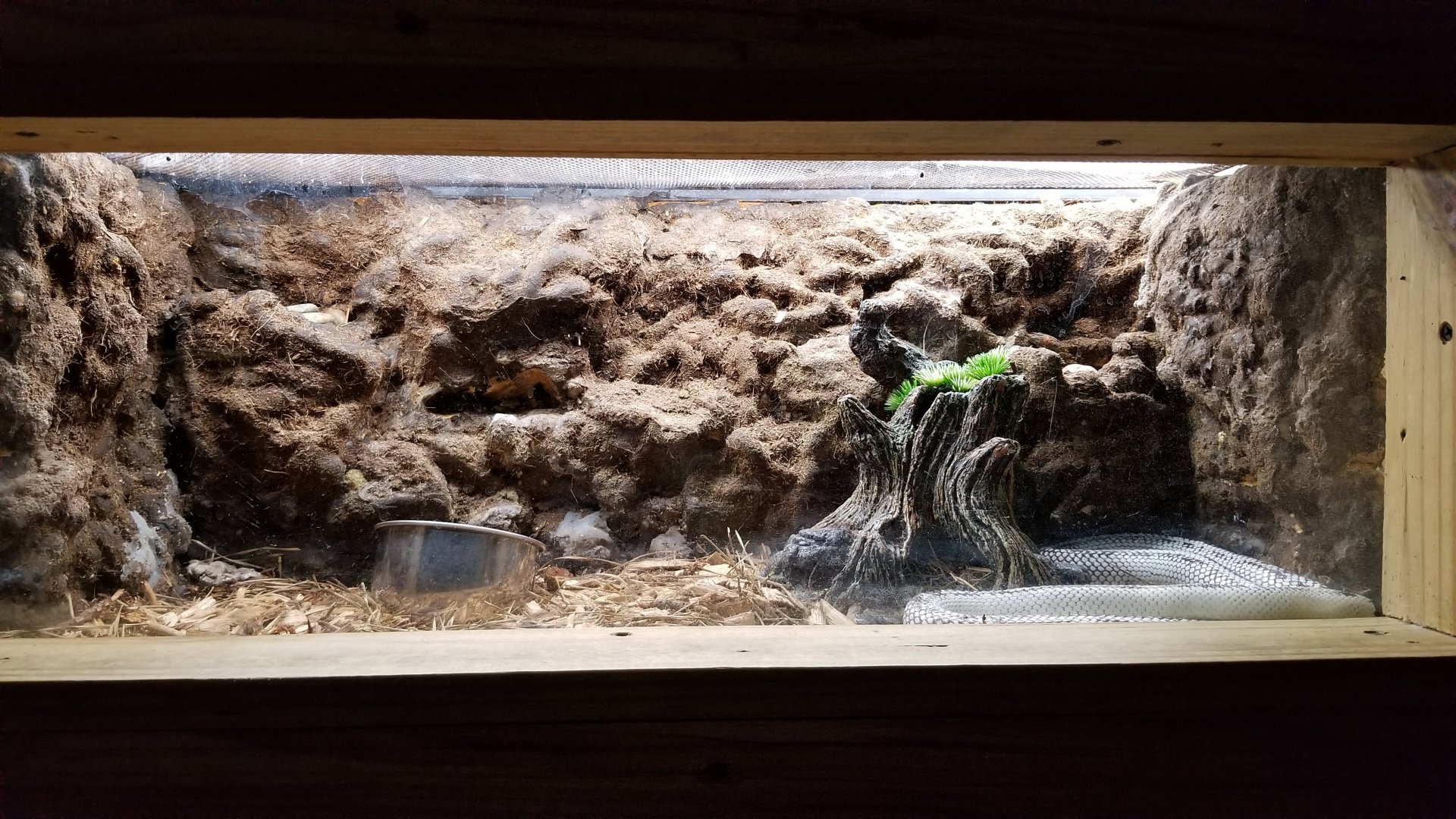 ID? Rainforest Adventures - Snake