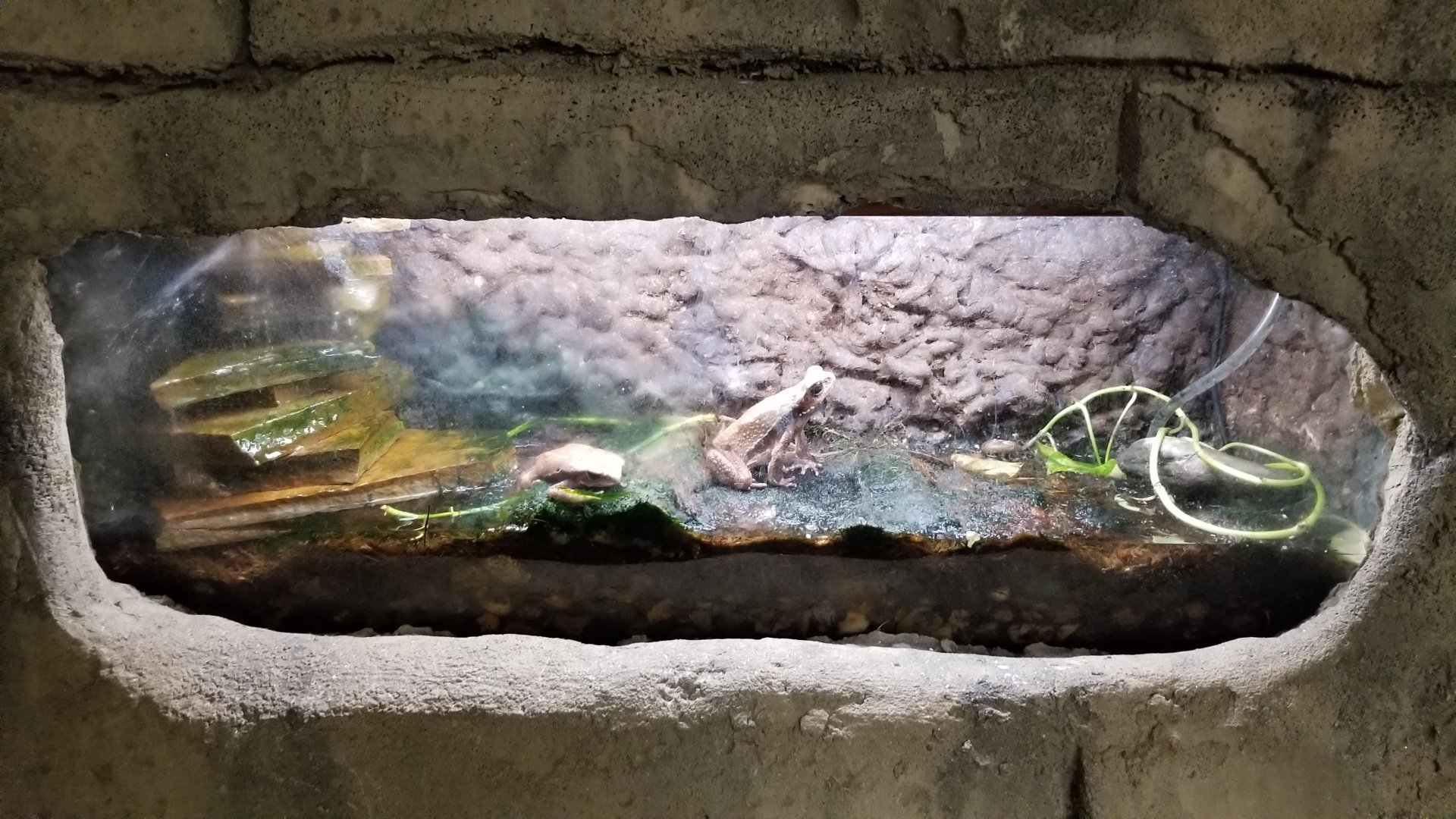 ID? Rainforest Adventures - "South American Toad"