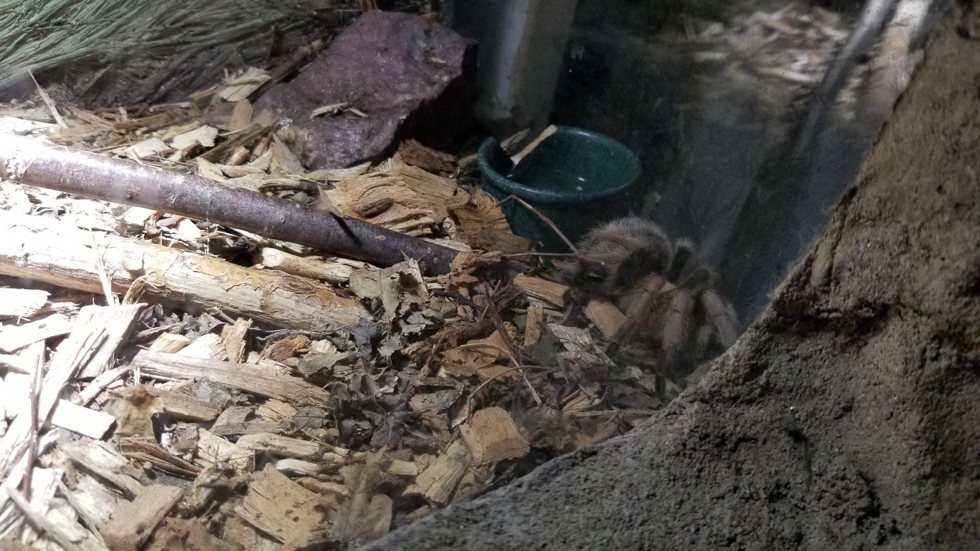 ID? Rainforest Adventures - tiny exhibit - tarantula