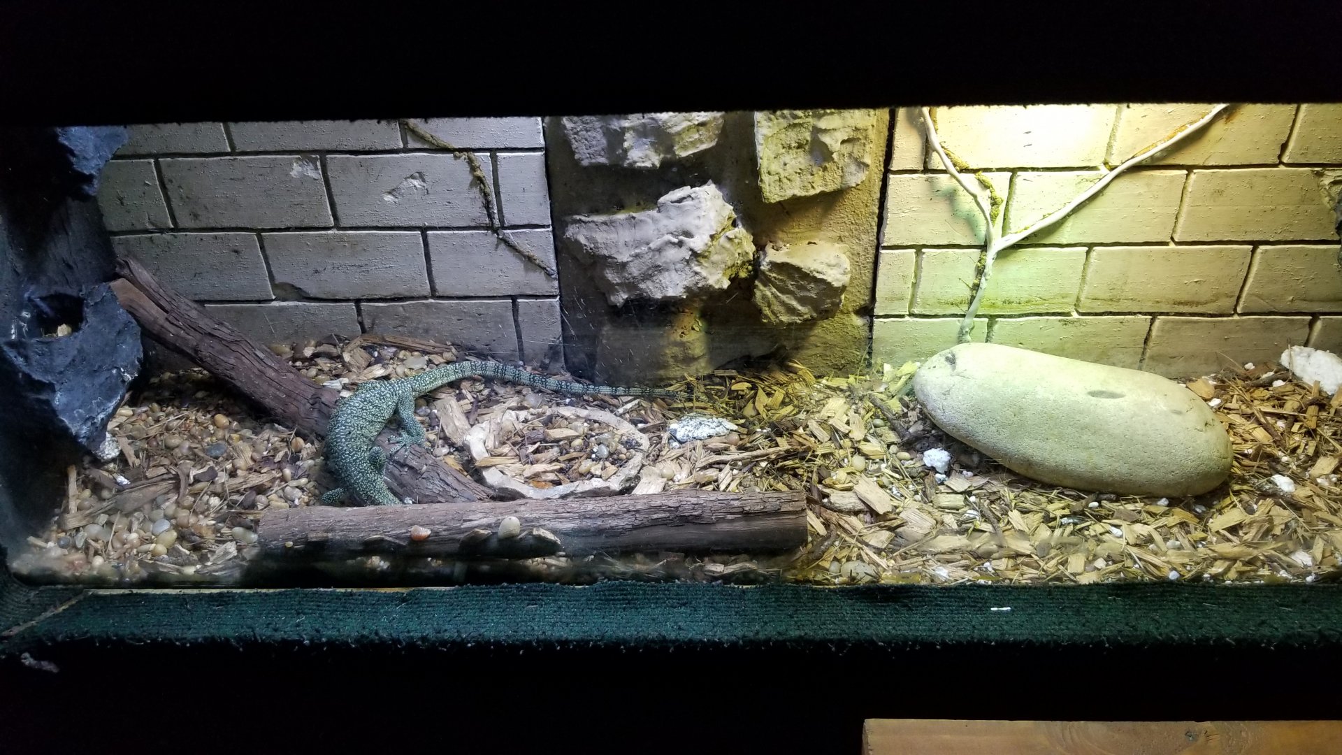 ID? Rainforest Adventures - Unsigned lizard