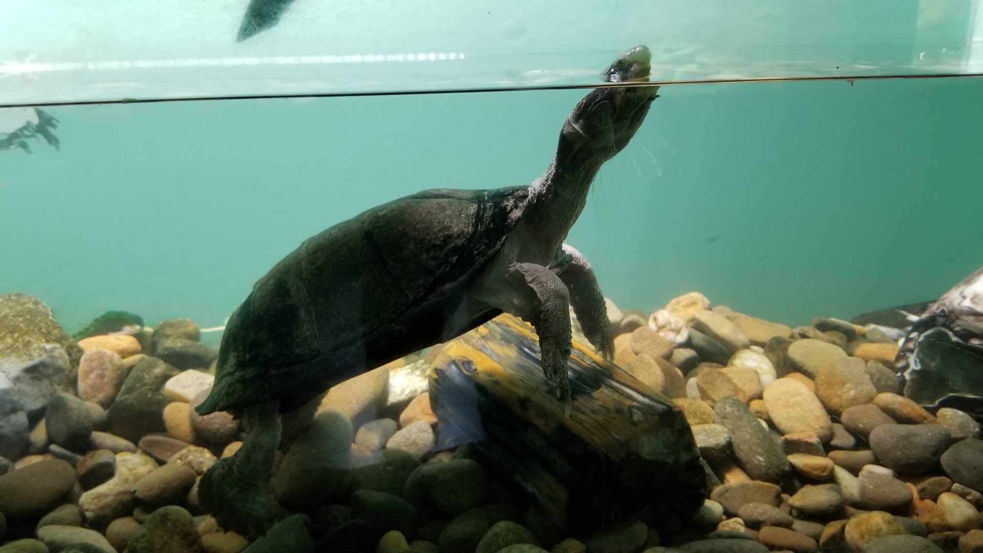 ID? Rainforest Adventures - Unsigned turtle