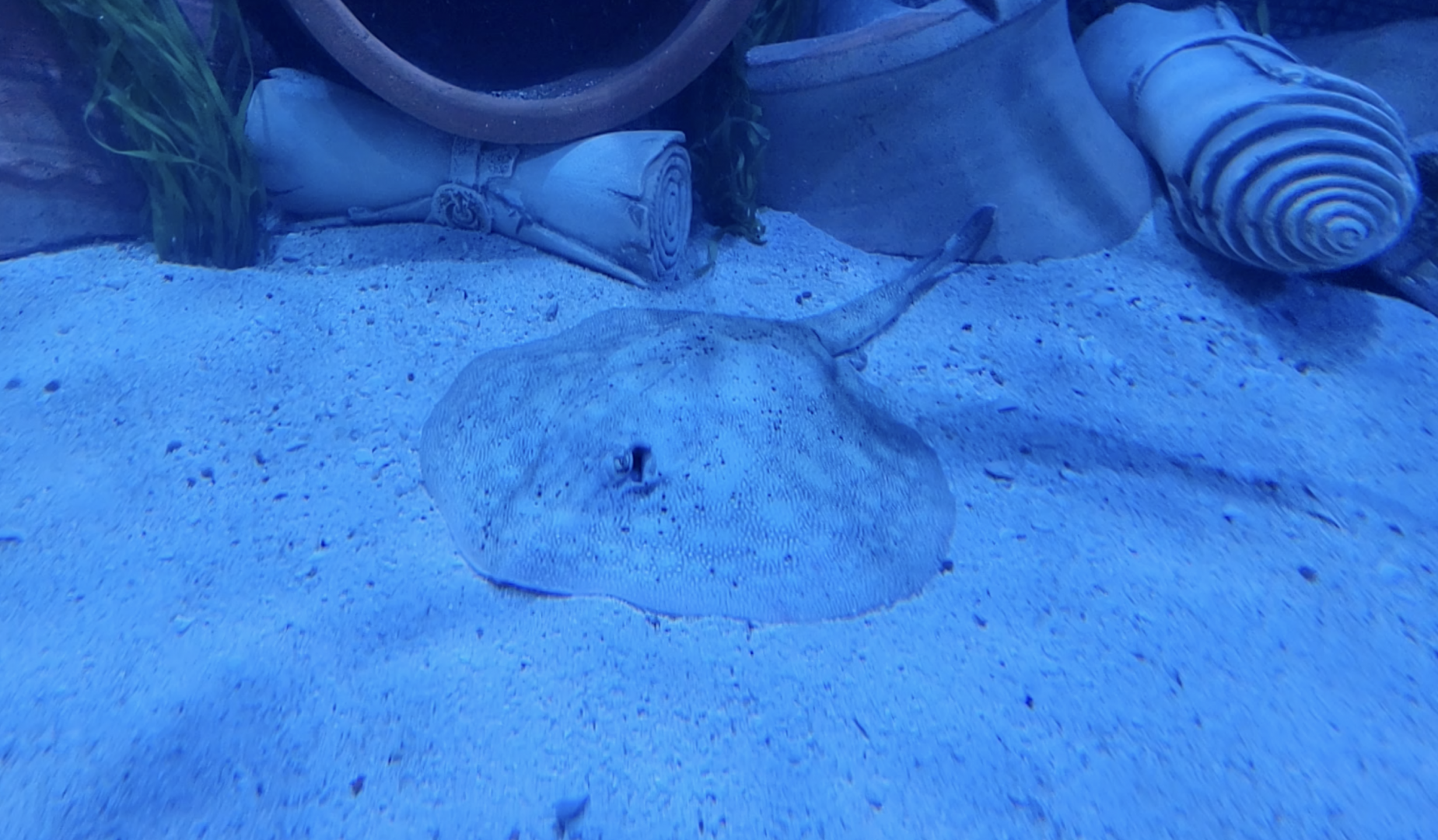 ID Ray Help - SeaWorld Orlando - Journey to Atlantis Aquarium