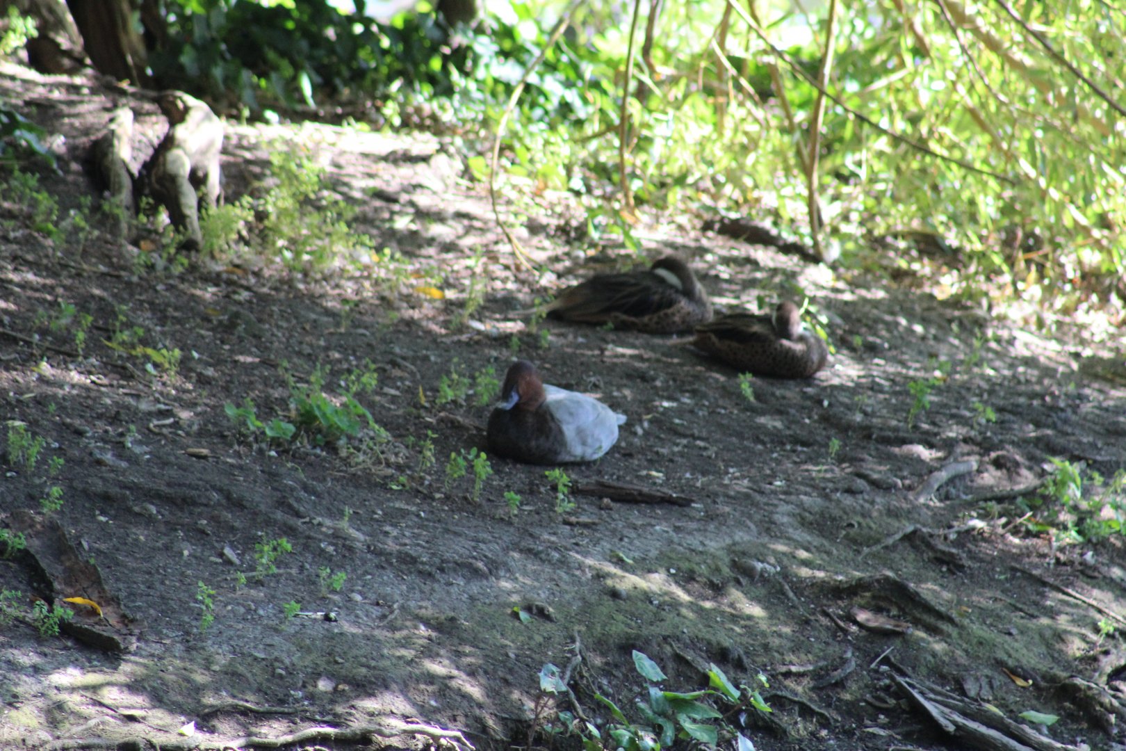 ID- Redhead and Bahama Pintails?