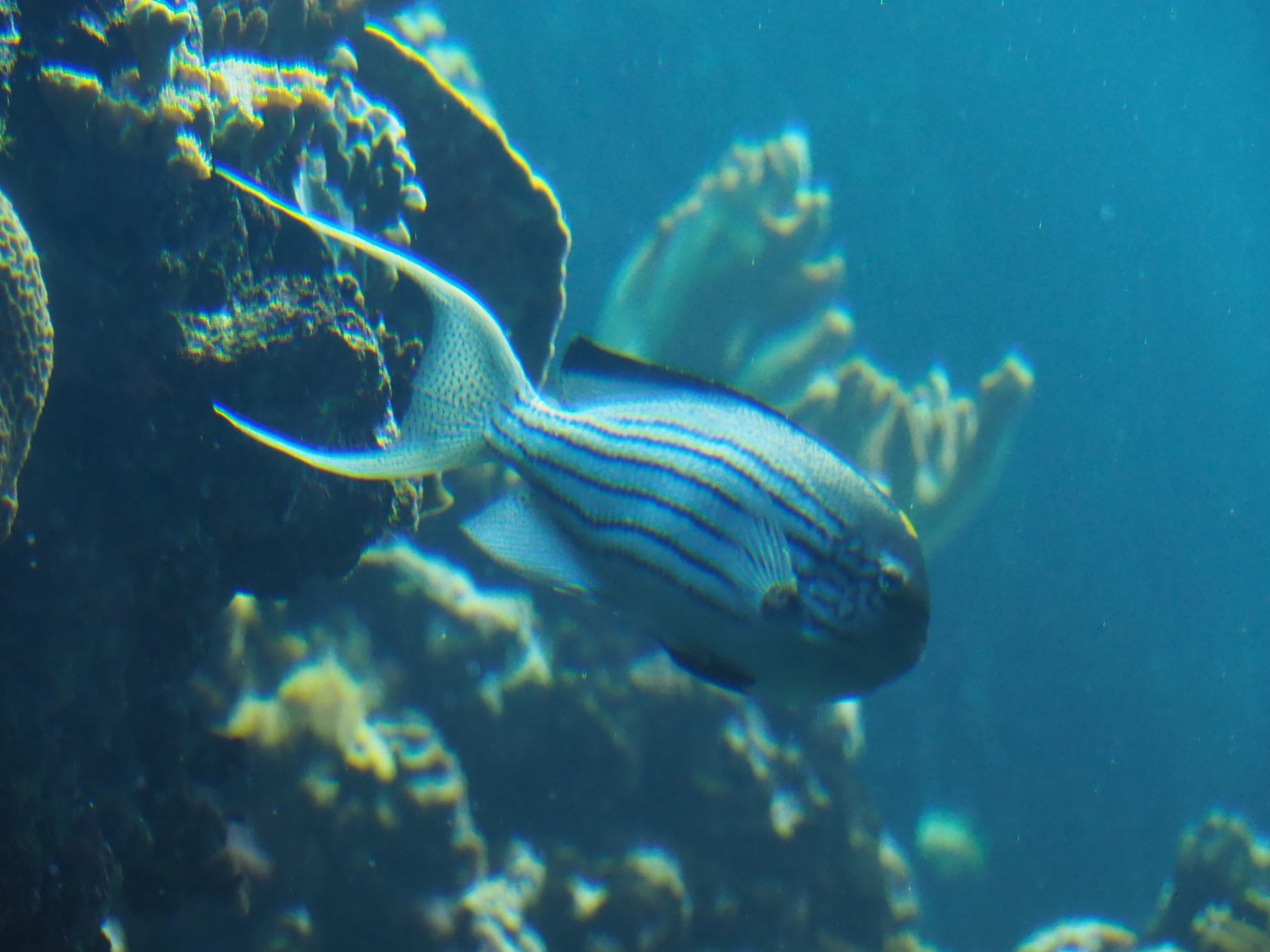 ID reef fish - Burgers' Ocean living reef tank