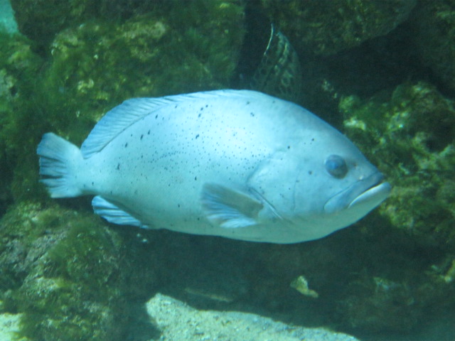 Id required please anyone ?