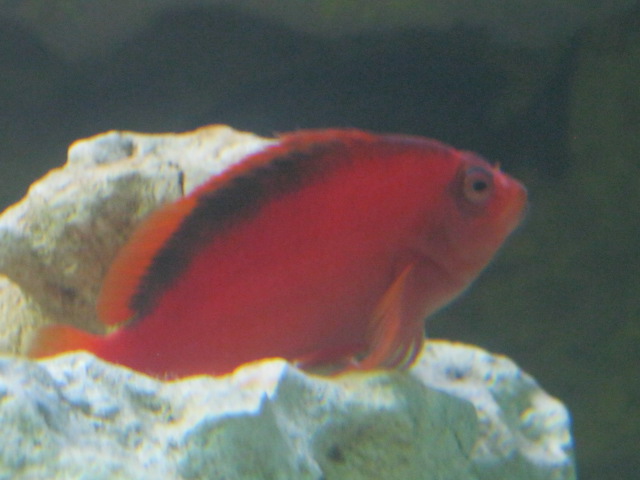 Id required please anyone ?