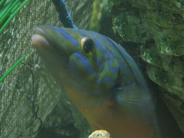 Id required please anyone ?