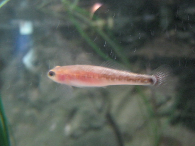 Id required please anyone ?