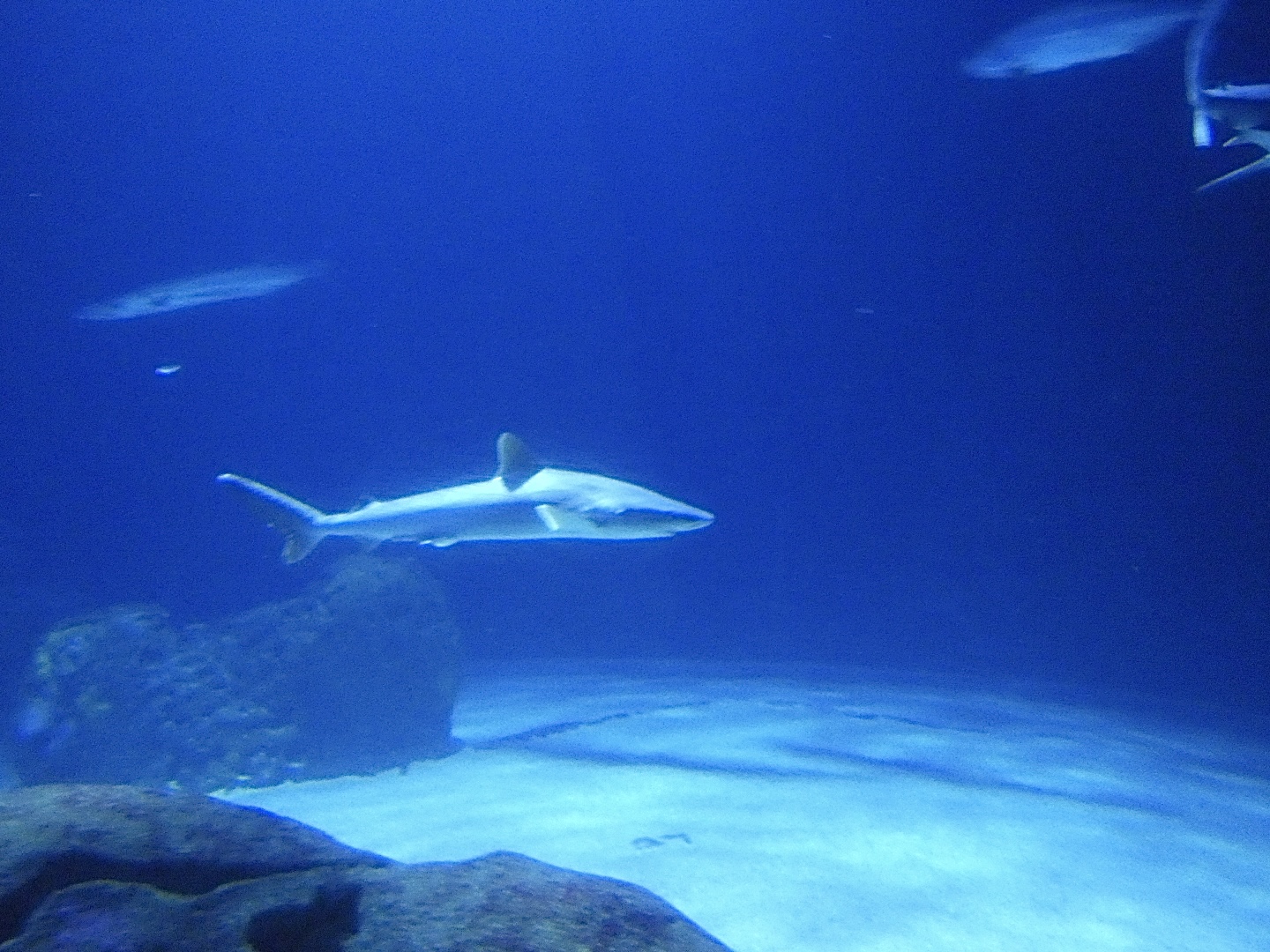 ID? - Rotterdam Blijdorp