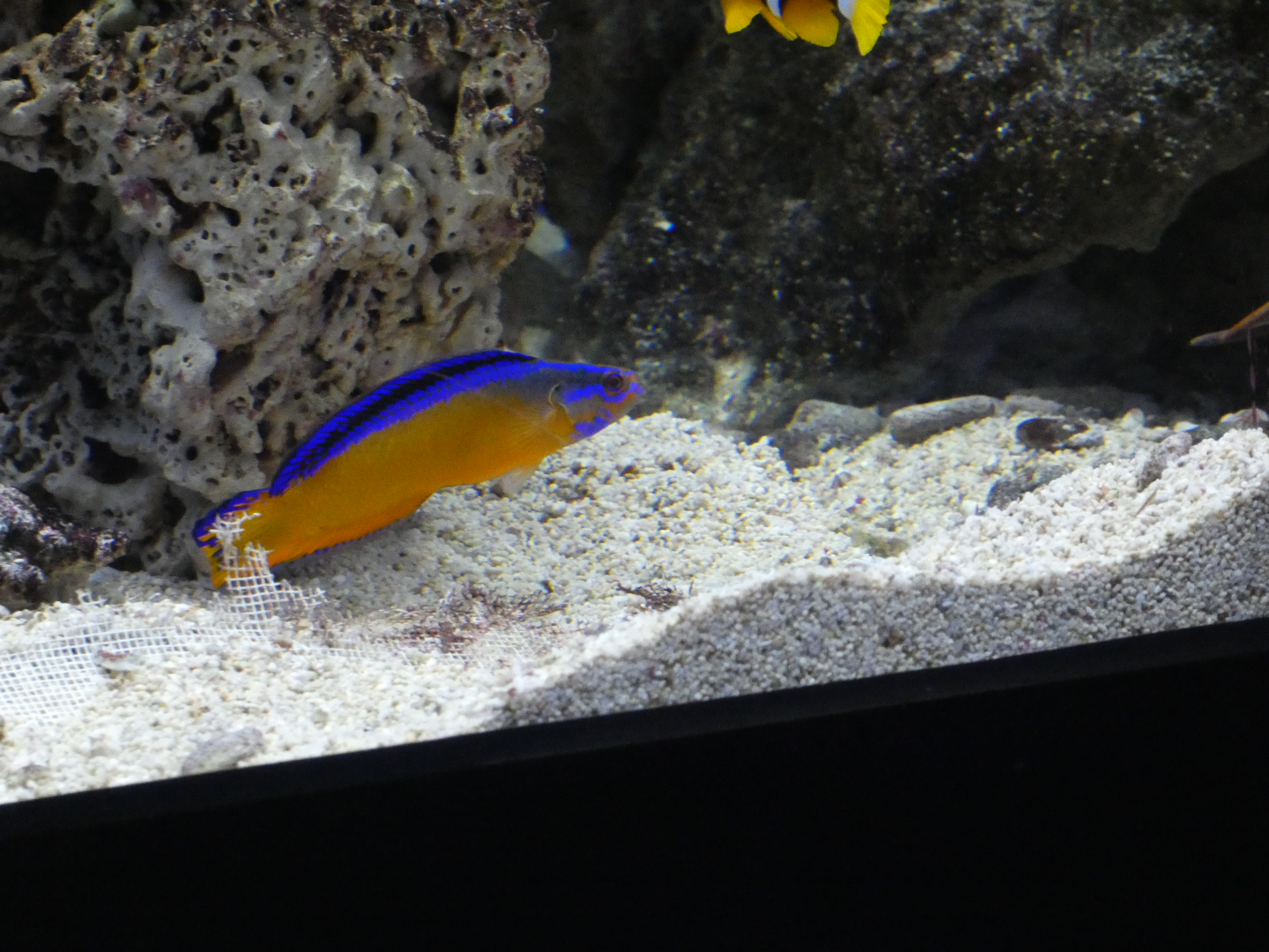 ID? - Rotterdam Blijdorp