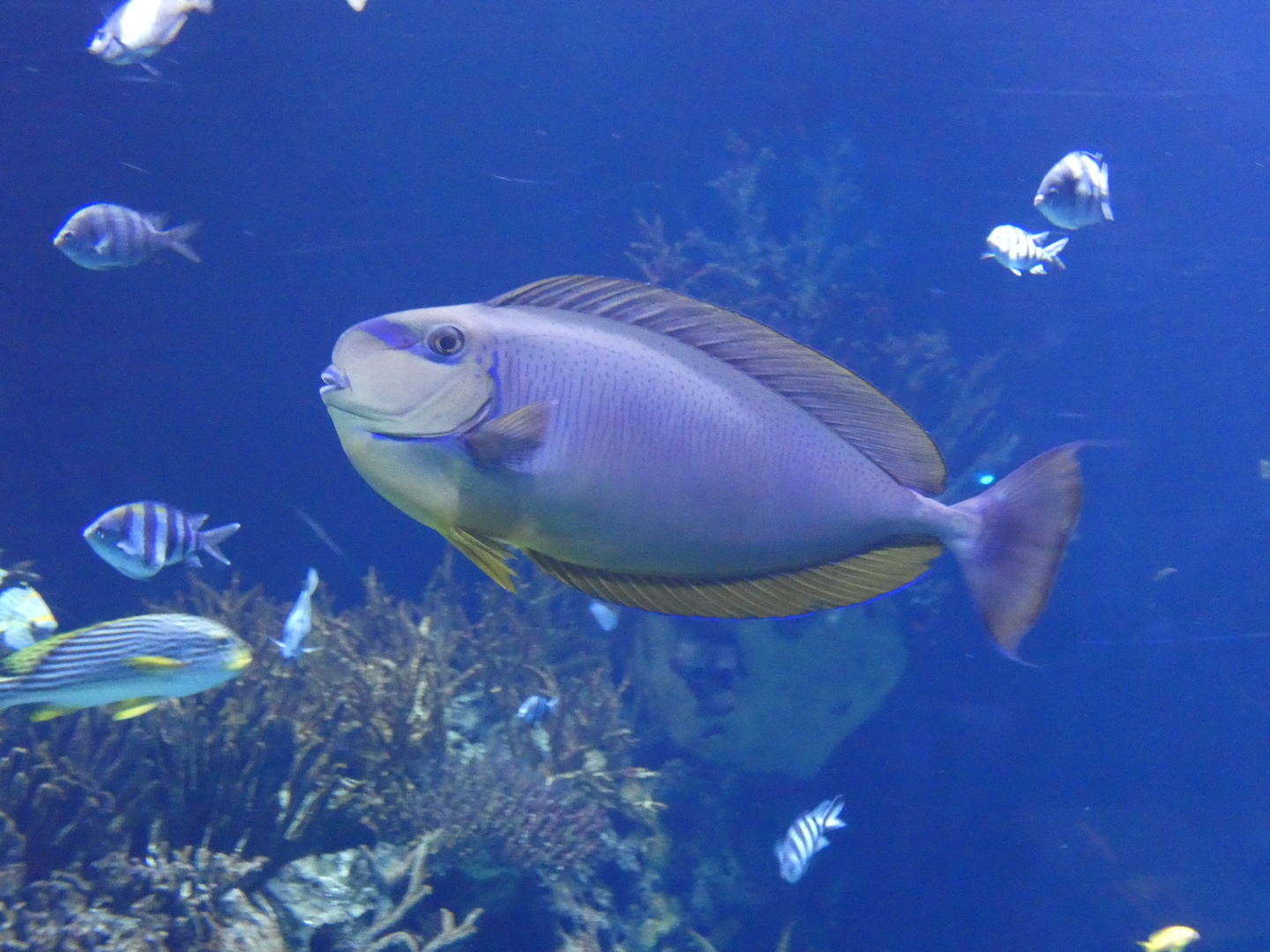 ID? - Rotterdam Blijdorp