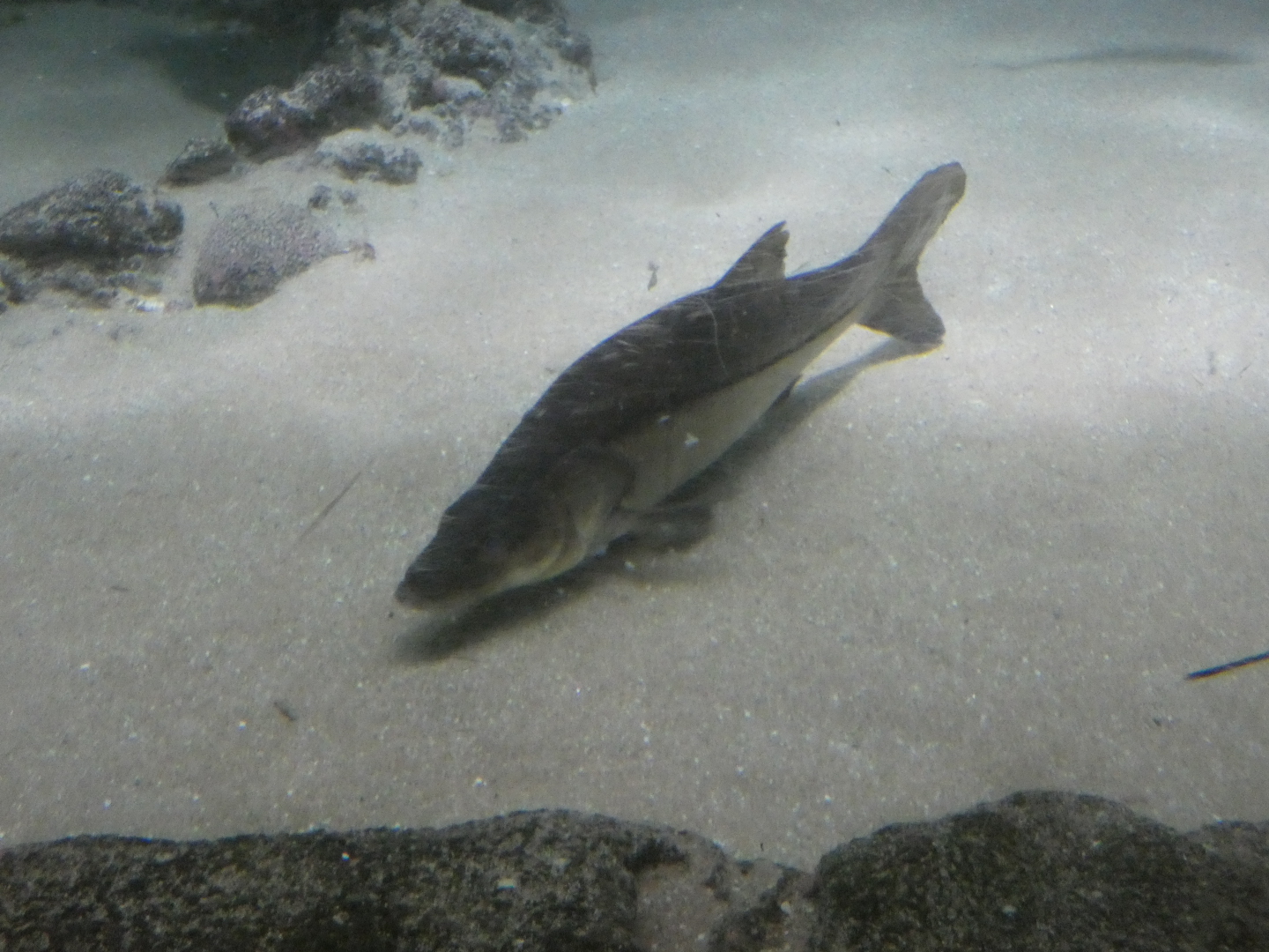 ID? - Rotterdam Blijdorp