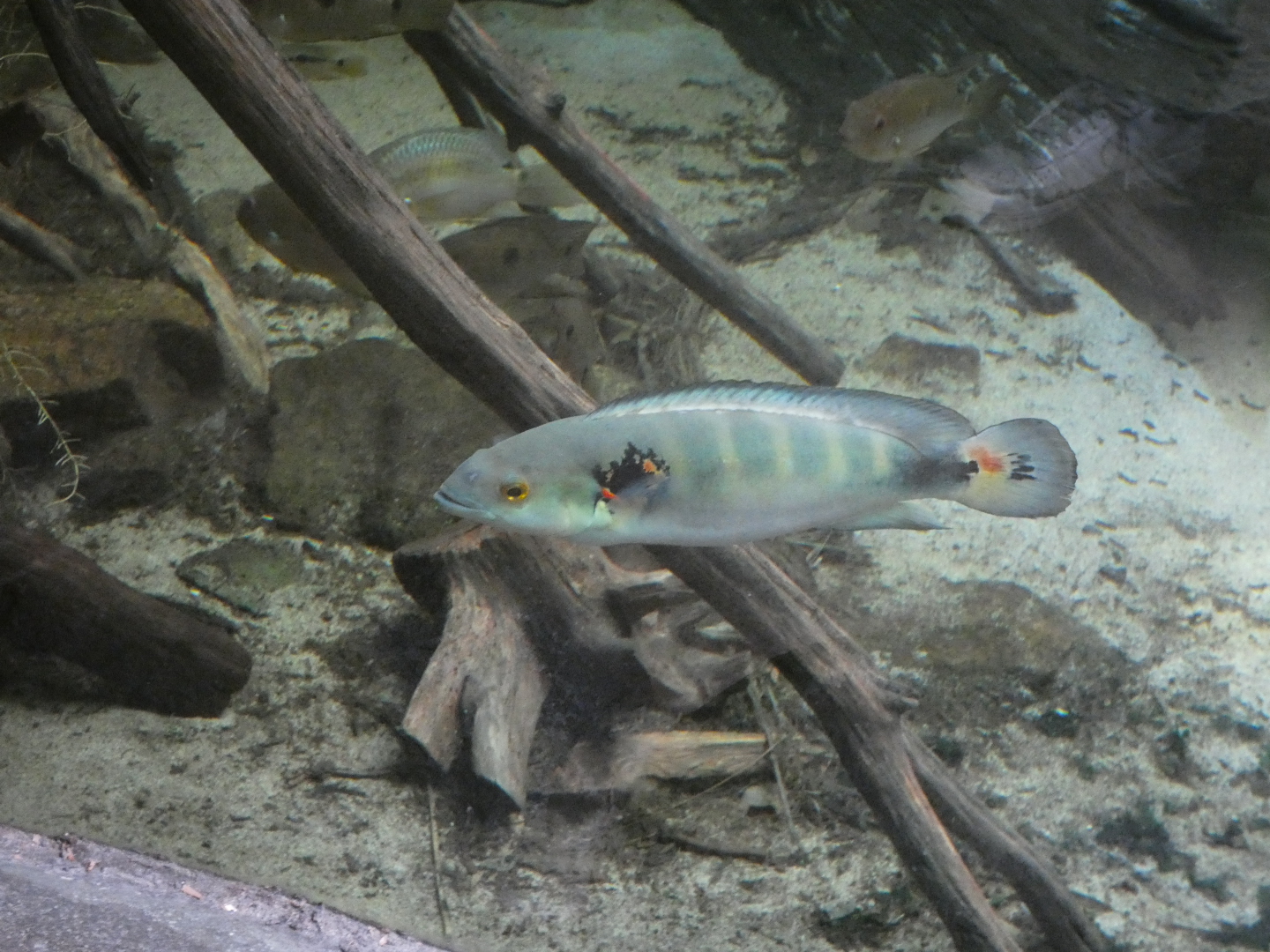 ID? - Rotterdam Blijdorp