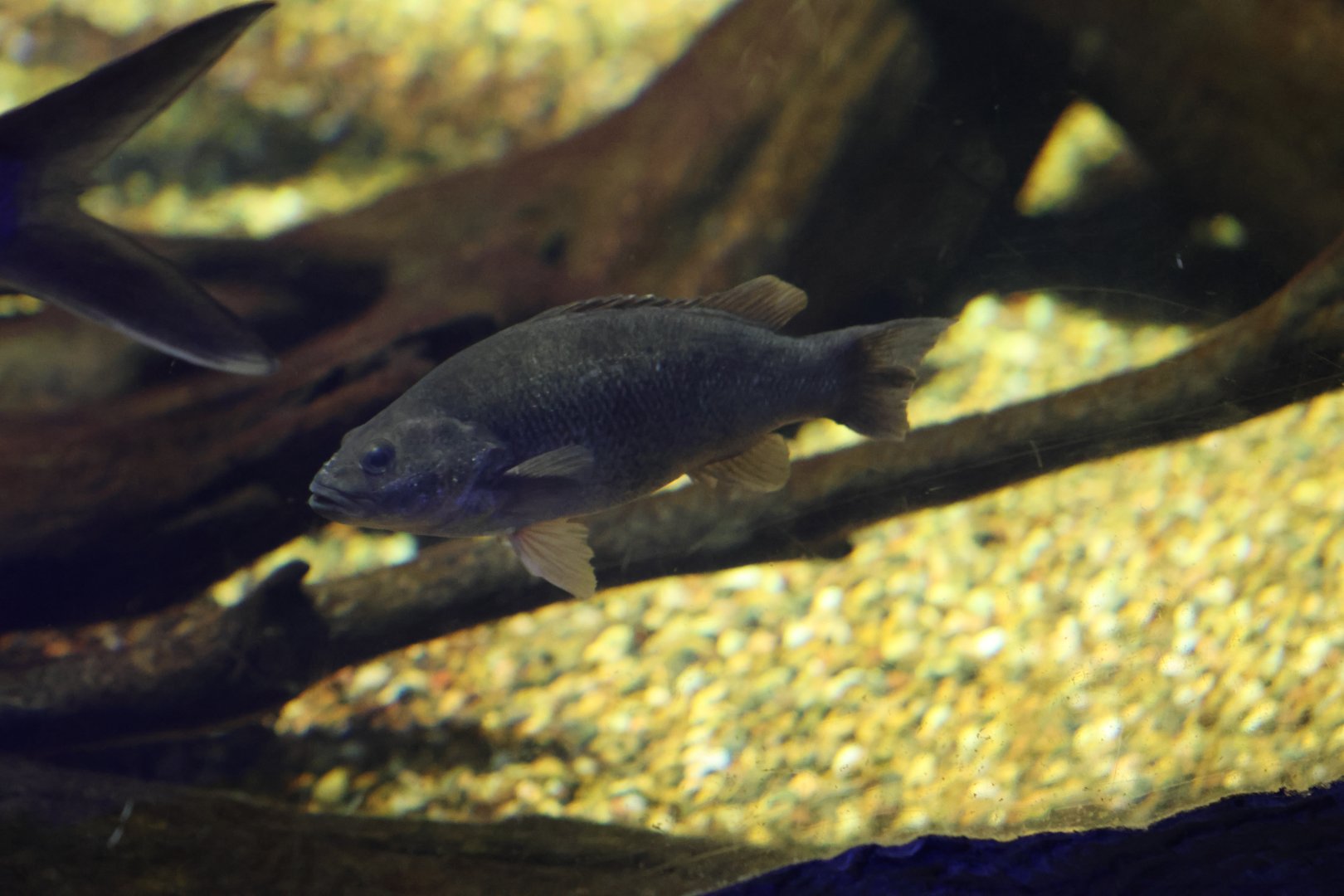 ID? - SEA LIFE Sydney