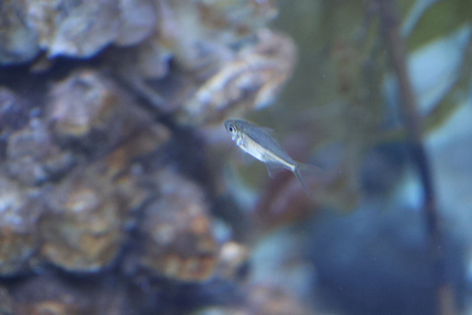 ID? - SEA LIFE Sydney