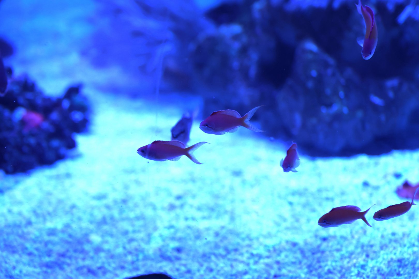 ID? - SEA LIFE Sydney