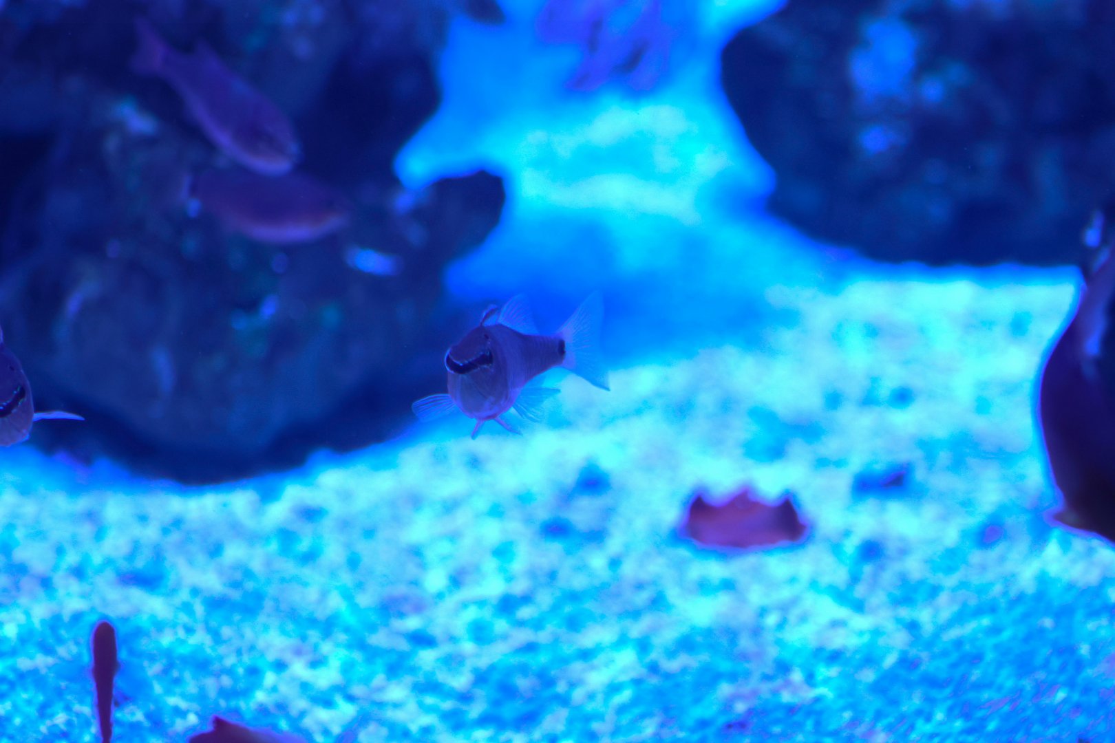 ID? - SEA LIFE Sydney