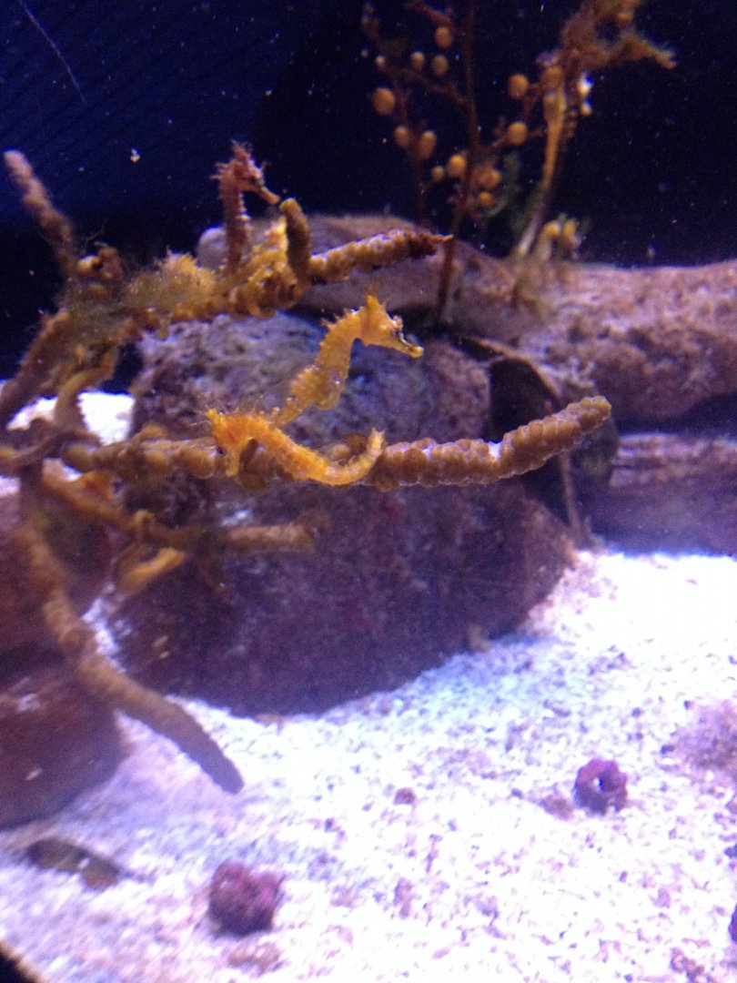 ID? (Seahorses)